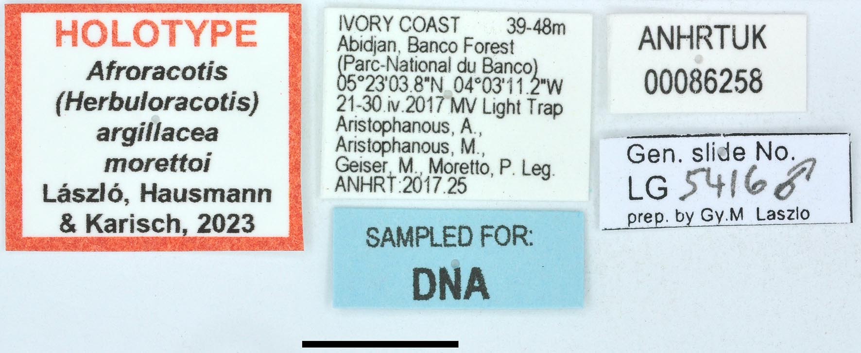 Afroracotis argillacea morettoi HT labels copy