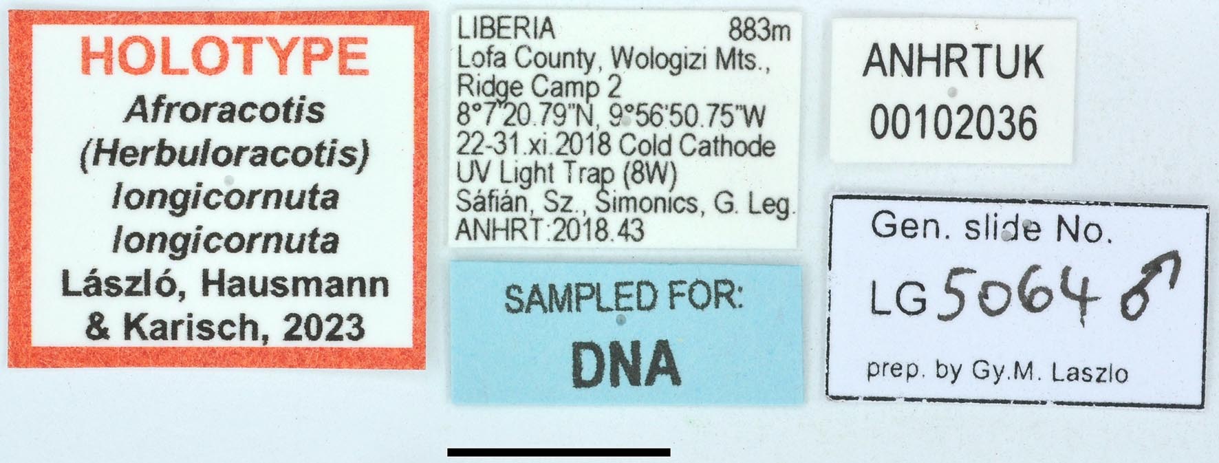 Afroracotis longicornuta longicornuta HT labels copy