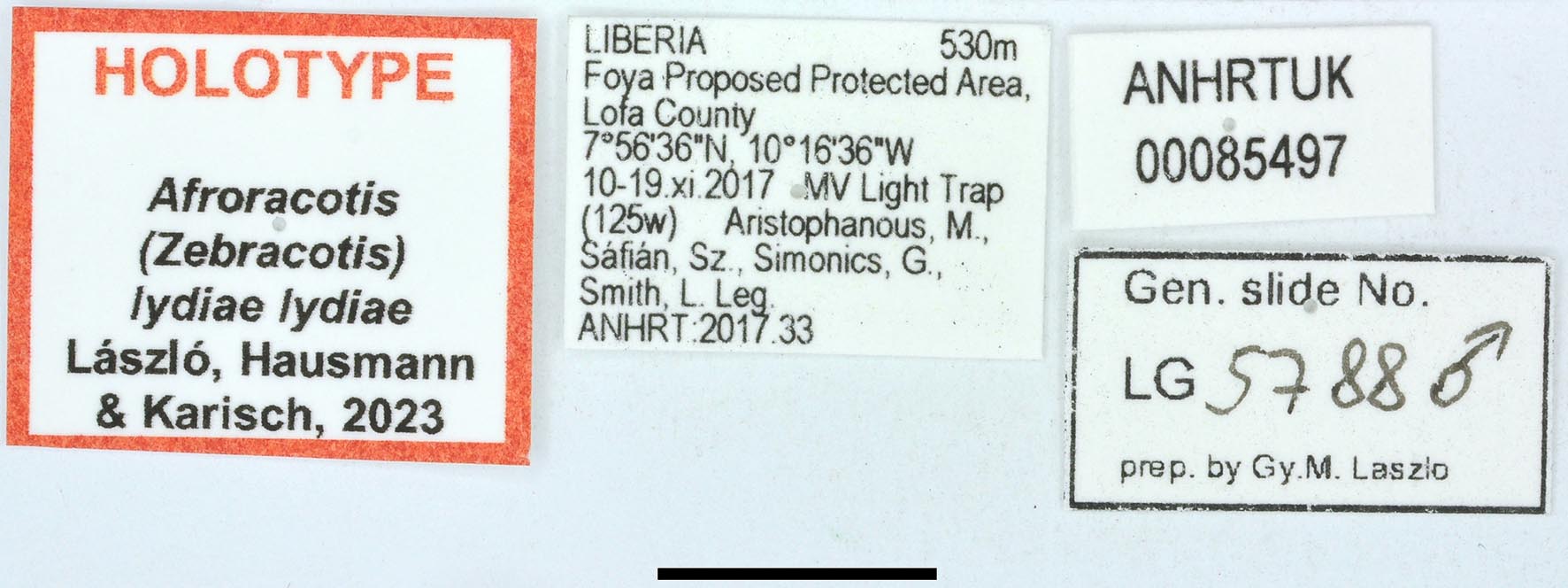 Afroracotis lydiae lydiae HT labels copy