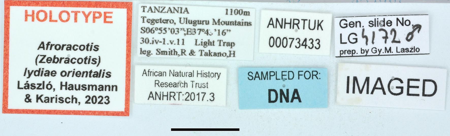 Afroracotis lydiae orientalis HT labels copy