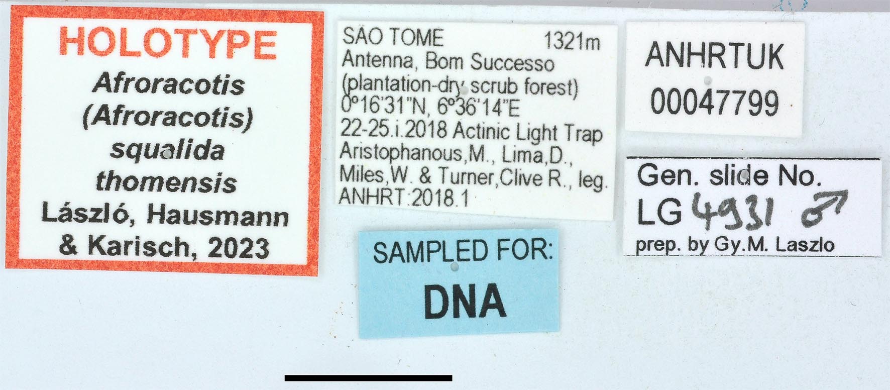 Afroracotis squalida thomensis HT labels