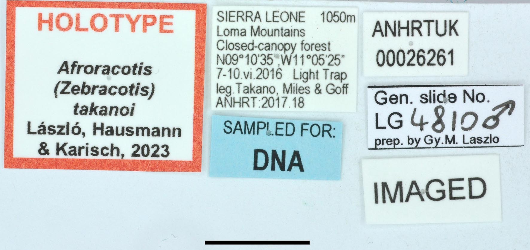 Afroracotis takanoi HT labels