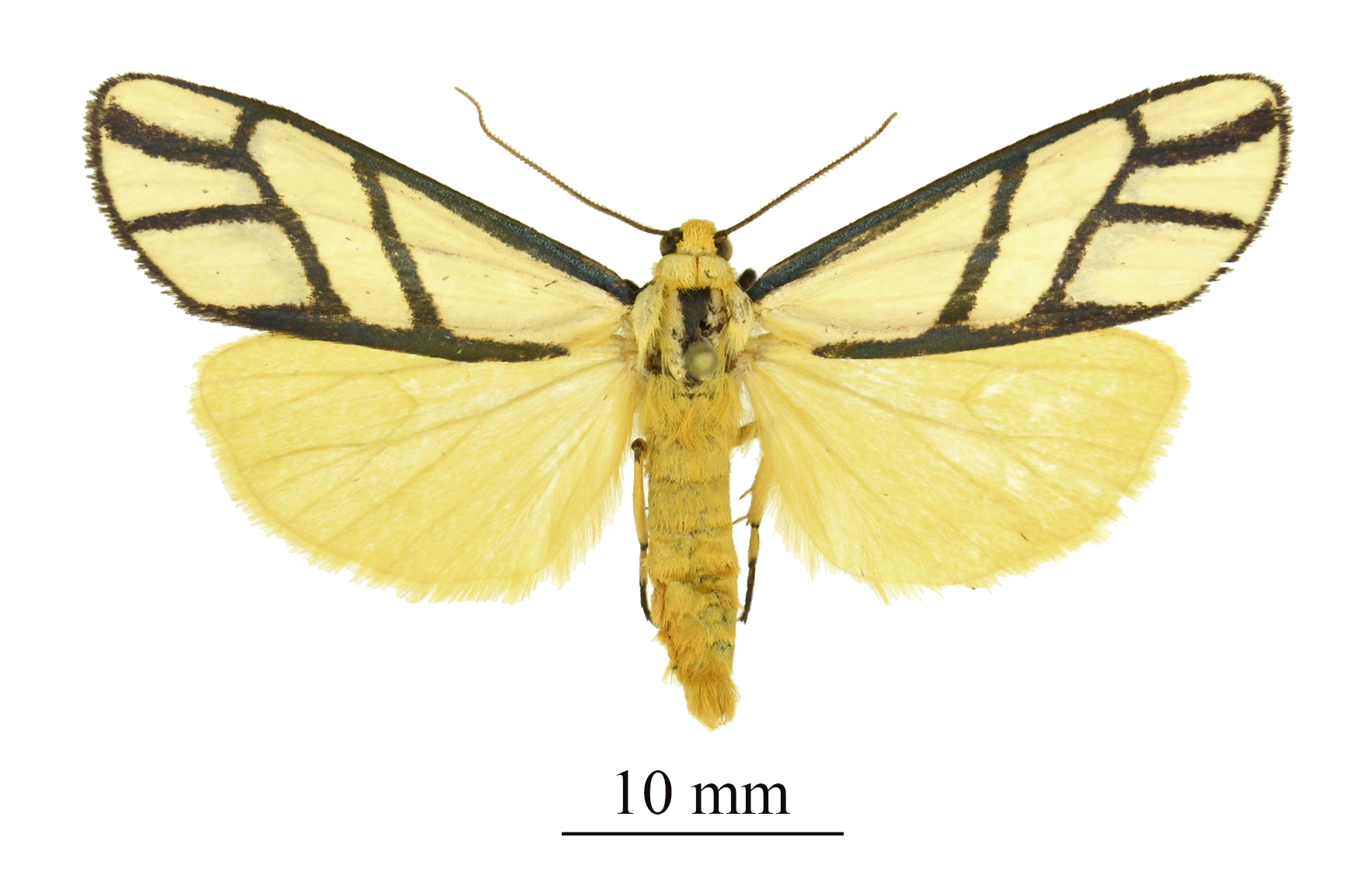 Anaphosia smithi upperside