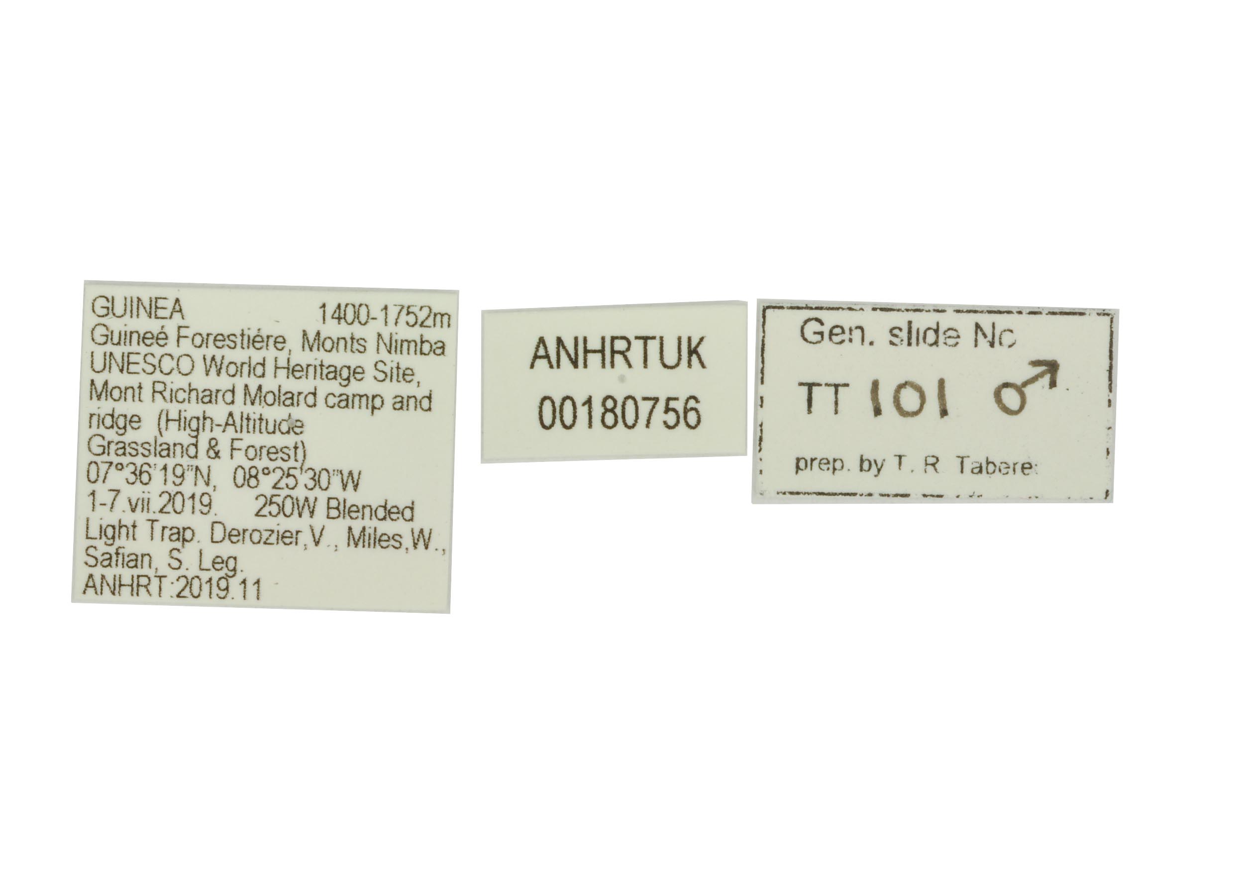 Delorhachis pallidifascia HT TT101 labels resized for website