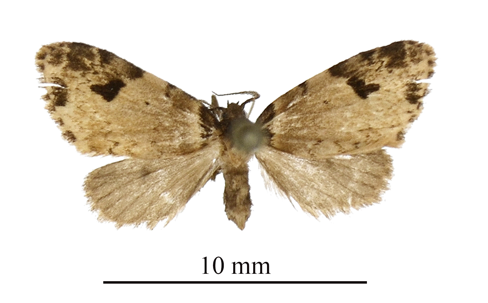 Lithosiccia bota upperside