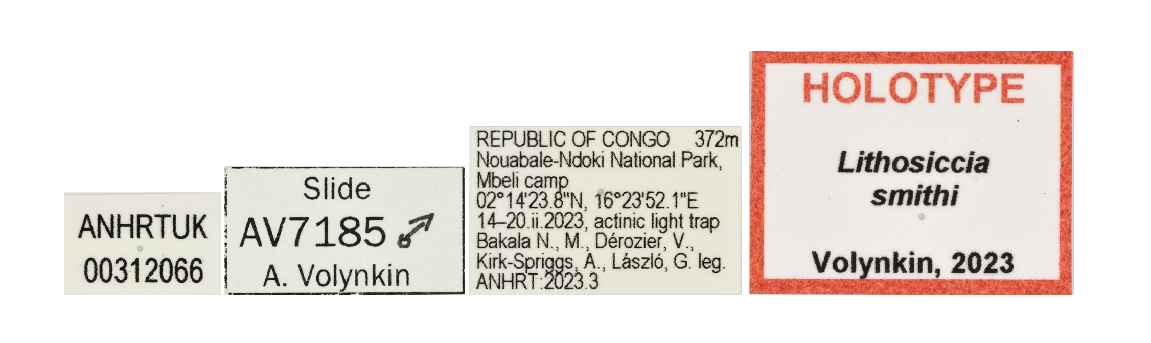 Lithosiccia smithi labels