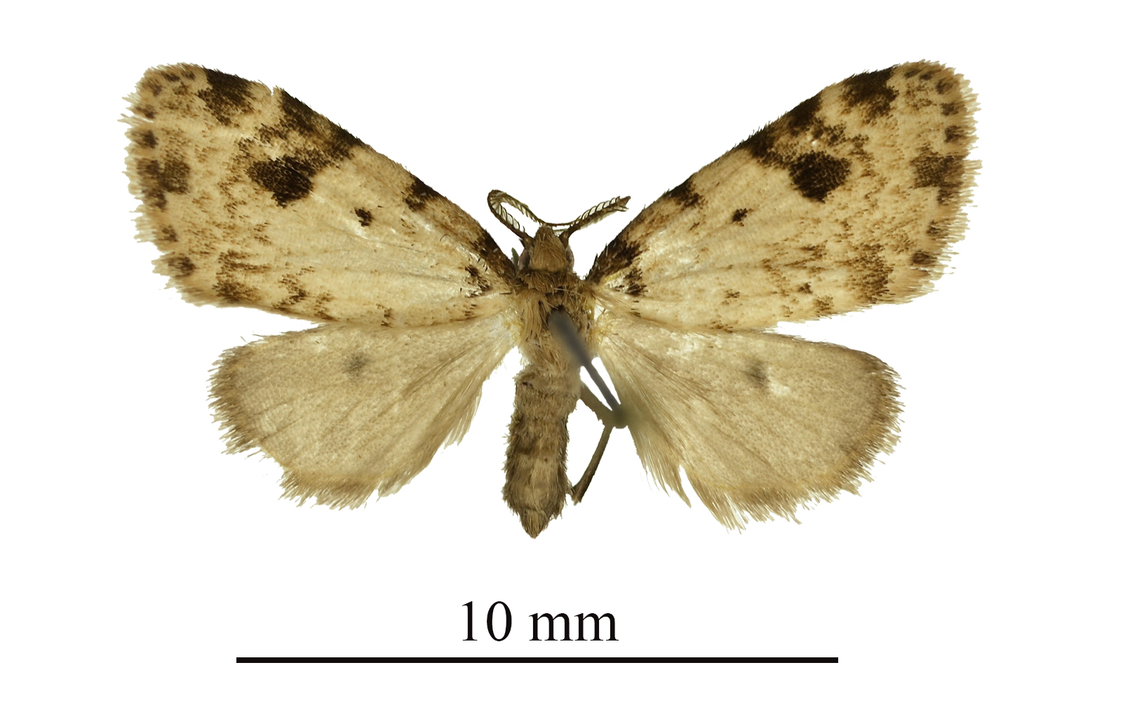 Lithosiccia smithi upperside