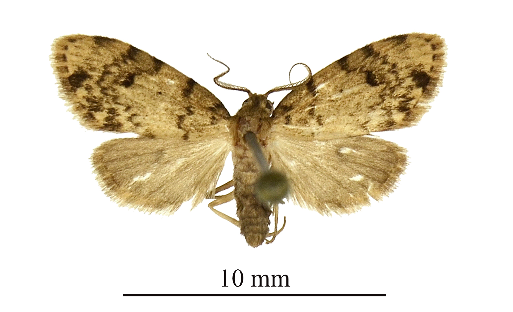 Lithosiccia takanoi upperside