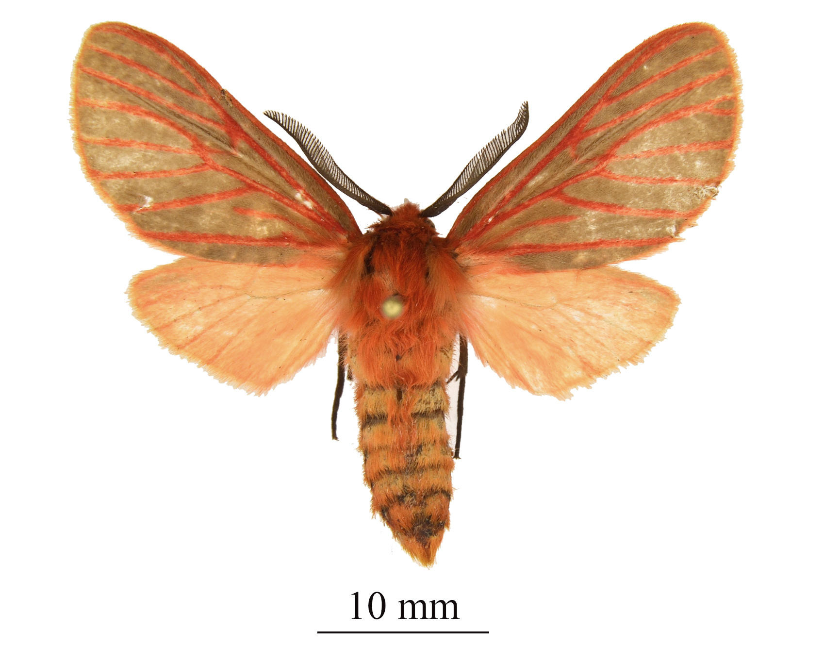 Metarctia smithi upperside