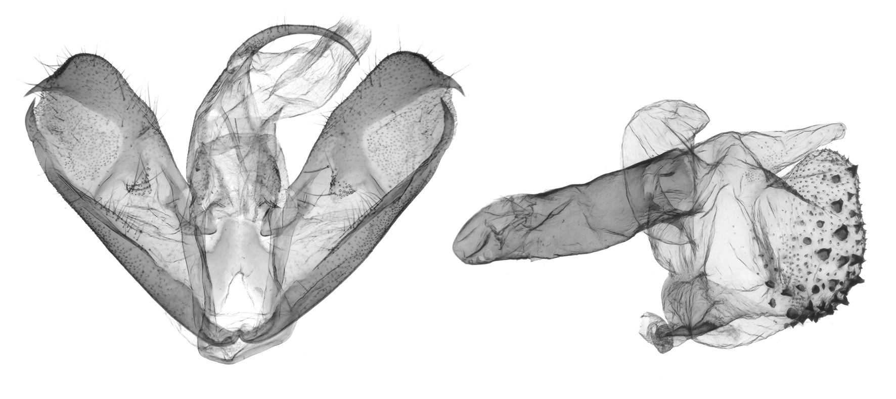 Mutinondia smithi genitalia 2