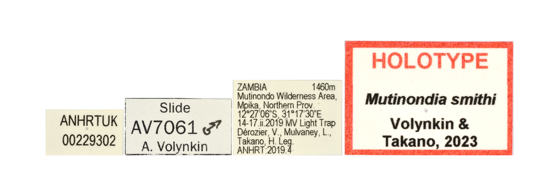 Mutinondia smithi labels