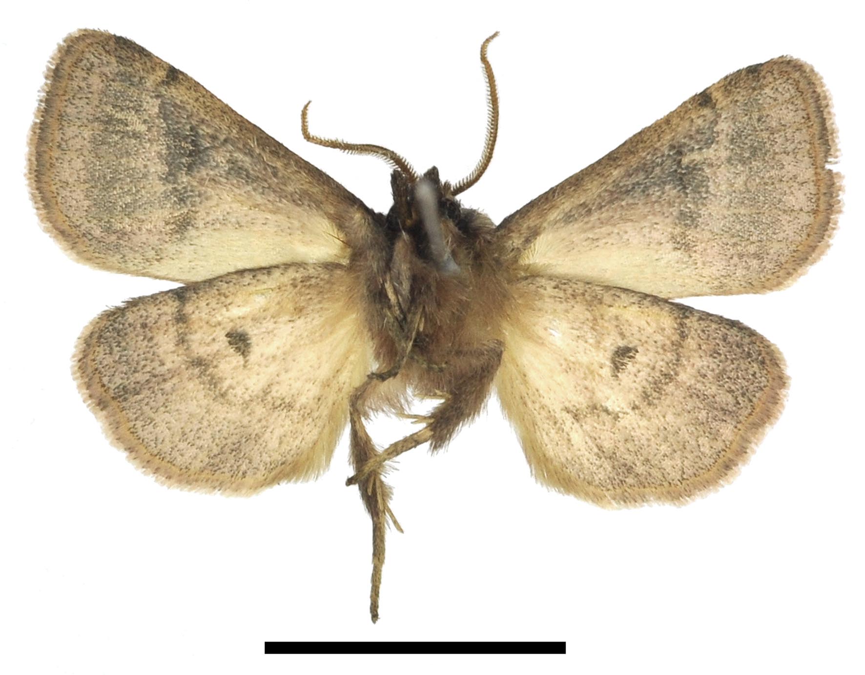 Nyodes paludicola HT m LG6048 v