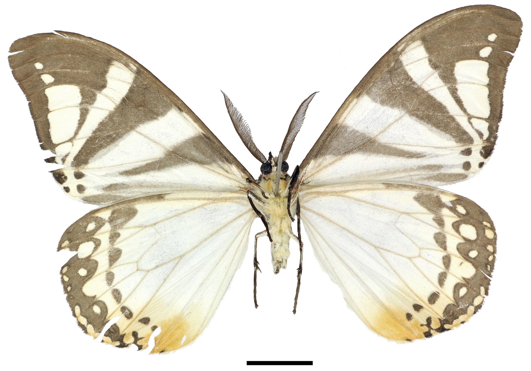 Otroeda derozierae HT m LG6243 v