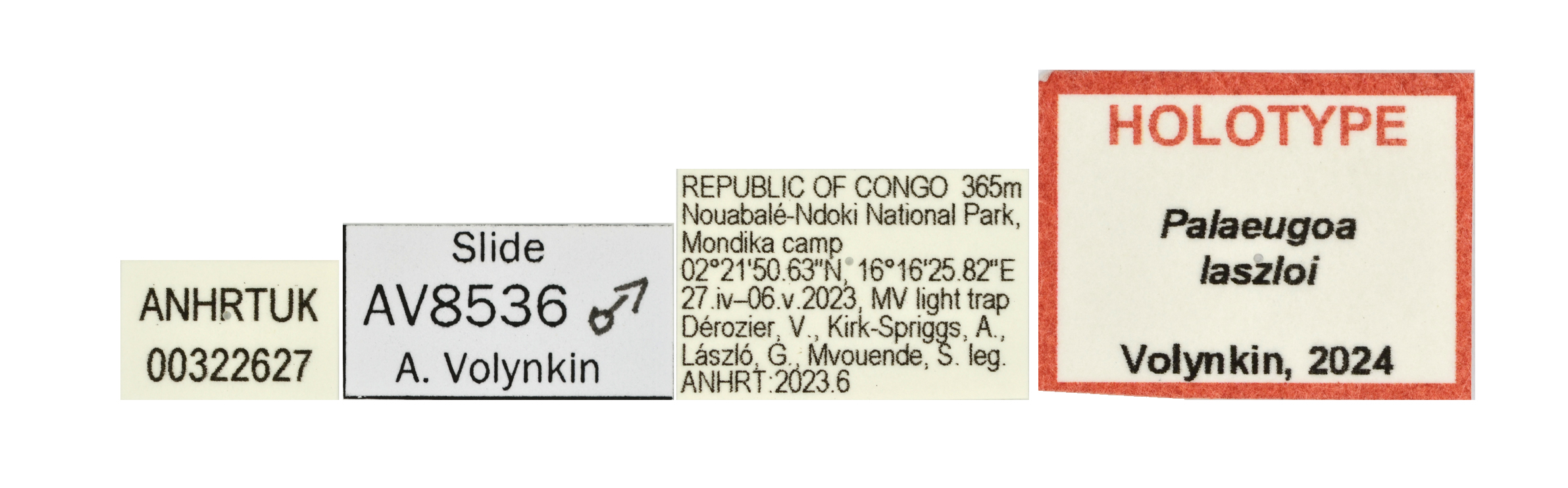 Palaeugoa laszloi labels